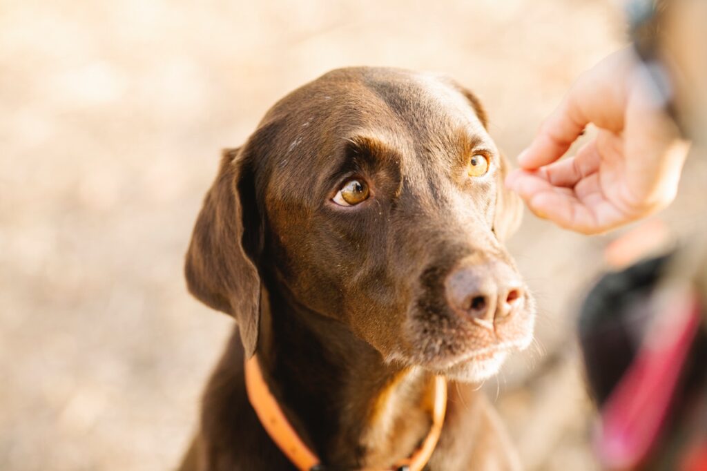 cbd-and-pets-with-anxiety