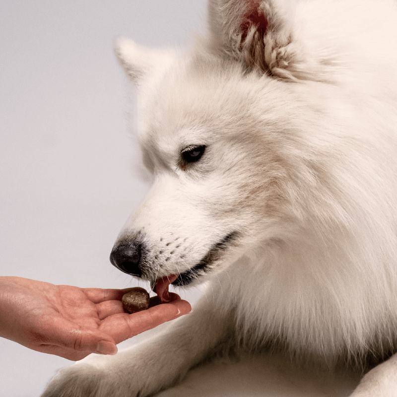 calming cbd pet treats